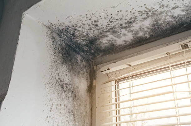 Affordable Mold Cleanup solutions in Union, KY